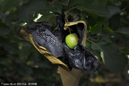 烟台红富士套违禁药袋长大.